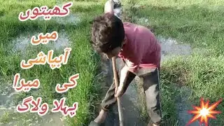 My First Irrigation In Our Field - Village Irrigation - Tathir GBvlog