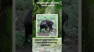 Anoa Datar #animalantics #hewan #fascinatingfauna #petpals #animals #wildwonder #faktaunik