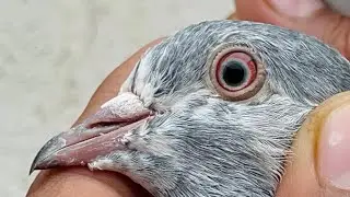 تصویر والا جوڑا 03331670248
