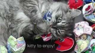 Making Feline Fortunes