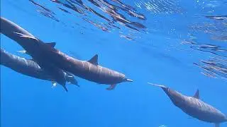 Talking Dolphins || Delfines charlando - Escualo Sport Fishing 🐬🐬