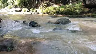 Majestic Forest Sounds – Gentle Birds & Mountain Stream for Deep Mind Relaxation #riversoundandbird 