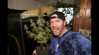 My Very First Harvest Ever! Banana Purple Punch Auto by Fast Buds x AC Infinity - Grow Vlogs S1 E15