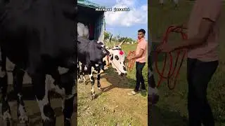 muragud jarshi race bail #cow #naadekchfaktbailgadasharyat #trendingshorts