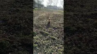 Truflowe zabawy #foryou #dog #doggielife #fan #like #dc #love #zabawa #good #kundelek #beatutiful