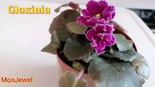 How To Take Care Of Plant Like Gloxinia