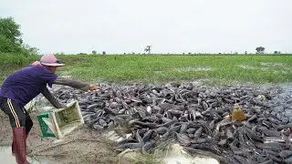 Essential Tips for Catching Copper Snakehead Fish