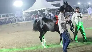 Tapi Horse 🐎 Show 2026 at Surat near cable stayed Bridge full Vedio #horseshow #horses #suratcity 