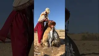 مشهد مذهل لجمل يبرد نفسه بسكب الماء على ذيله تحت أشعة الشمس الحارقة!