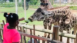 Feeding a giraffe while visiting the Turtle Back Zoo.