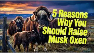 5 Reasons Why You Should Raise Musk Oxen Today