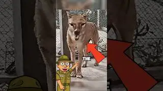 The Tasmanian Tiger is Coming Back!