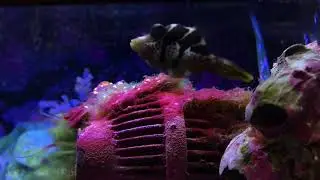 Mimic Filefish (Paraluteres prionurus)