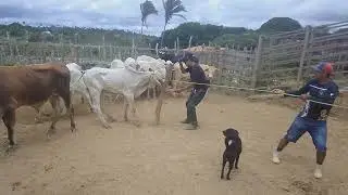 Colocando os cabresto nós boi 🐂 curral do ligeirinho 