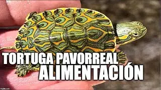 Tortuga Pavorreal   alimentación