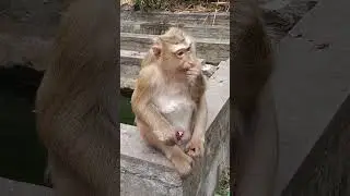 Best video monkey requests fruits eating, Baby monkey is very cute. #animals #monkey