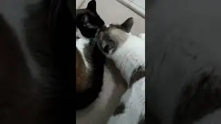 It's very affectionate #cats #catlovers #catshorts #mundomagicodospets