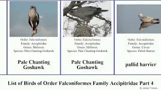 List of Birds of Order Falconiformes Family Accipitridae Part 4 hawk madagascan kite harrier eagle