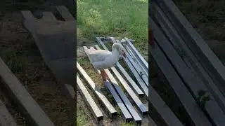 Bitsy Wants to Join the Circus - Silly American Buff Goose
