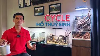 Chia Sẻ Cách CYCLE Hồ Thuỷ Sinh | Vệ Sinh Hồ Trước Khi Trồng Cây Thuỷ Sinh.