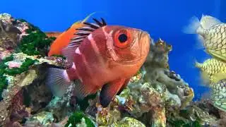 Big-eye porogy #amazing  #Pristigenys #niphonia