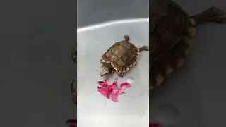 Yellow Foot MBD belajar Makan Kembang Sepatu 🐢🐢