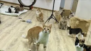 First livestream without Cesar Cat in Cat shelter !!