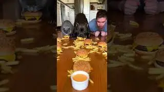Human vs Dog vs Cat Burger & Fries Race&hellip; Big Speed Challenge #pets #funny #race