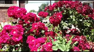 Property Management South Salt Lake Utah: 2776 S. 500 E. South Salt Lake, UT 84106
