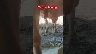 teat sphinter opening | teat siphoning #mastitis #udder #cow #siphon#animals #dairy #milking #milk