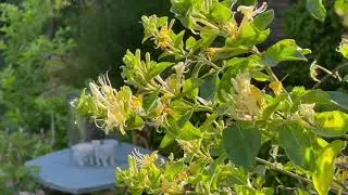 Honeysuckle in Petit English Garden