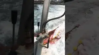 Kefal molası