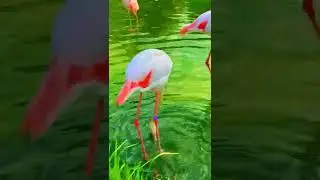 How know animal new video #animal