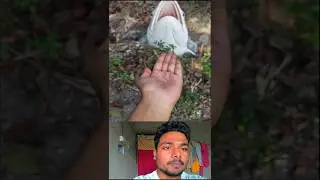 मछली के अंदर से #maa #trending #reels