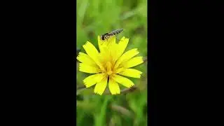🌸🌼 The Magical Beauty of Wild Flowers 🌼🌸 | Nature&rsquo;s Colorful Masterpieces 🌿✨💛