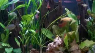 PetsUnlimited FishSpot