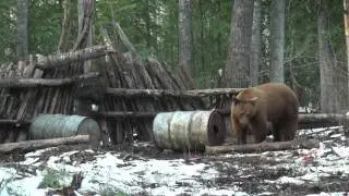 Big Cinnamon Bear with Mike's Outfitting, Alberta.