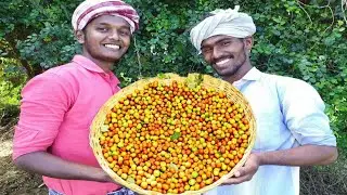 Farm Fresh Indian Jujube Fruits | elantha pazham | Picking and Eating  in my village | village style