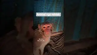 Gau Sevak | Rescue Team Rohtak | जय बजरंग बली | animal ngo rohtak | बेजुबन की तलाश ☺️ 🙏...