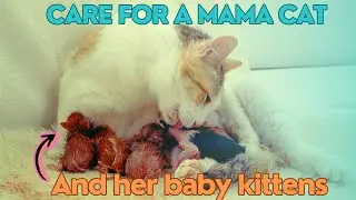 How To Care for a Mama Cat and Kittens in Winter || Top 10 tips | #pkvetcare #cats #kittens #shorts