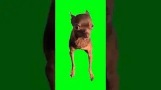 who is the Doberman funny dogs meme green screen #greenscreen #memes #funny