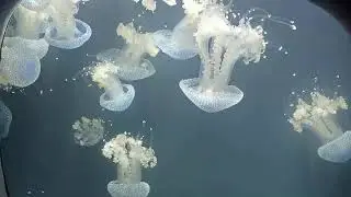 Georgia Aquarium - Jellies Camera