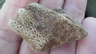 Favosite  fossil tabulate coral in Silurian period stone Dec 25 2019