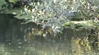 Lontra (Rio Pavia, Viseu)