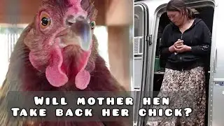 Raising Chickens, We Revived a Baby Chicken Part II - Off Grid Homestead
