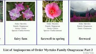 List of Angiosperms of Order Myrtales Family Onagraceae Part 2 fuchsia epilobium eremothera spring
