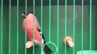 Siberian bullfinch 2013