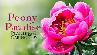 Peony Paradise: Planting & Caring Tips