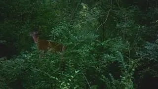 buck16