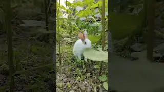 Rabbit Orbit|| Bunny #bunnyeating #rabbit #cute #healthyrabbitmeat #yourbunny #rabbitcare